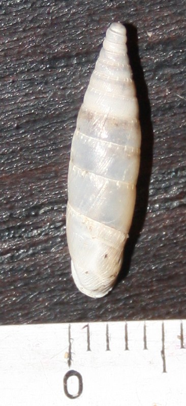 Clausiliidae da id./3